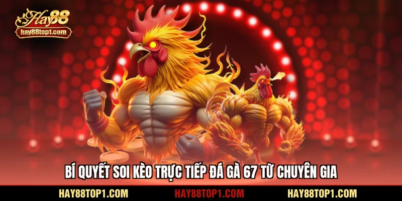 Bí quyết soi kèo trực tiếp đá gà 67 từ chuyên gia