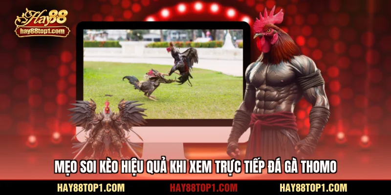 Mẹo soi kèo hiệu quả khi xem trực tiếp đá gà Thomo